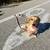 $63.00 / Night Dog Boarding - Cozy Care for Small & Teacup Dogs💖 4 thumbnail