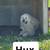 Great Pyrenees Pair Looking for New Home 2 thumbnail