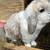 Holland lop pedigree 4 thumbnail