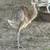 Rhea Chick 2 thumbnail