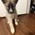 Husky / German shepherd puppies 1 thumbnail