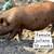Pig 5 thumbnail