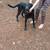 Black lab 2 thumbnail