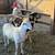 RAM LAMBS 1 thumbnail