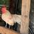 Chickens for sale - Old English Opal Pair 1 thumbnail