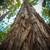 Rare Santa Cruz Mountains Lot – 0.88 Acres + 0.13 Bonus Parcel 4 thumbnail