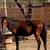Galiceño Stallion Horse –  Caballo Semental Tipo Galiceño 6 thumbnail