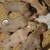 Pitbull xl rednose fawn puppies 15 thumbnail