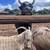 Animal Keeper At Alpine Acres Sanctuary Farm 8 thumbnail