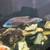Cichlids 2 thumbnail