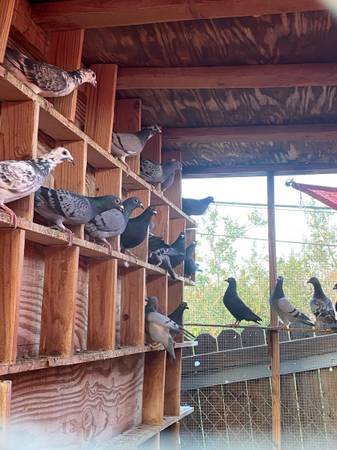 Baby Racing pigeons 1
