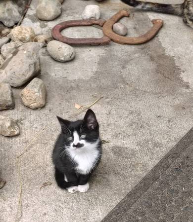 Tuxedo mustache kitty63842530874371121