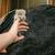 Chinchilla 7 thumbnail