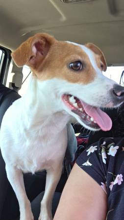 FOUND SM WHITE/BROWN DOG (Phoenix)63967146585602121