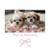 Doggy bed Shih Tzu acrylic bed 2 thumbnail