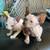 Rehoming Sphynx Kittens(For Sale) 4 thumbnail