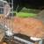 One rabbit $15 or $75 with double cage 4 thumbnail