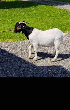 Herd of goats - $1 (Hermitage pa)62971055597569121