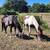 Quarter horse mare paint 1 thumbnail