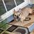 Male Frenchies for Rehome 5 thumbnail