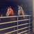 2 horses for sale 4 thumbnail