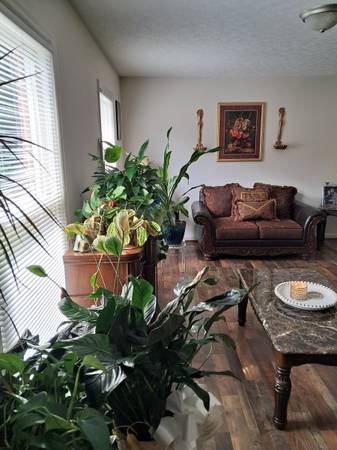 $1,600 / 3br - House for rent63851970186499123