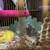 Pet Rats 3 thumbnail