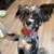 Rehoming Pomeranian Poodle mix 3 thumbnail