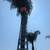 San Gabriel Palm and Tree care Services 19 thumbnail