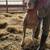 ,dorset Sheep buck,ram,rams 3 thumbnail