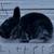 Rabbits 5 thumbnail