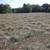 Hay 2025 Square Bales Bermuda 1 thumbnail