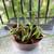 Aloe Vera Plants- Most in Decorative Pots 5 thumbnail