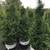 LIVE TREES-APPLE-FRUIT-EVERGREEN-HARDWOOD 23 thumbnail