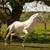 PRE Ancce Andalusian Mare(pregnant) 15 thumbnail