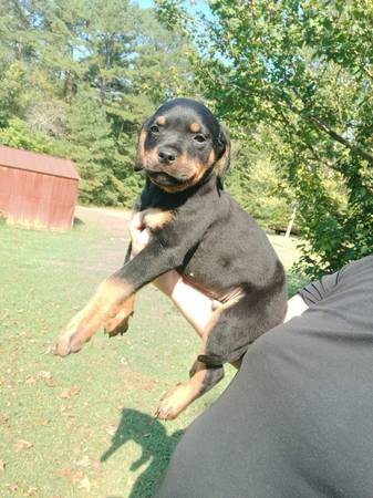 Rottweiler Puppies63812944032769124