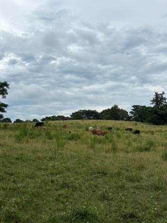 Cows 1