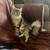 Maine coon kittens for sale 9 thumbnail