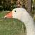 Purebred Embden Geese for Sale 2 thumbnail