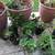 round wooden dining table, 6 chairs, chest freezer, plants 14 thumbnail