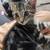Free kitty 1 thumbnail