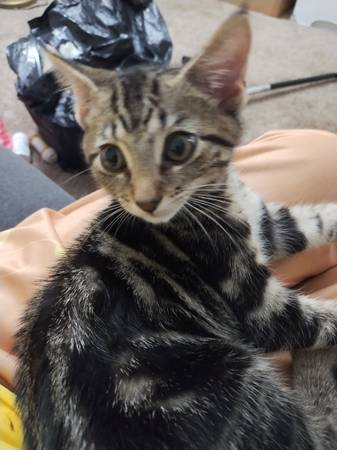 Free kitty 1