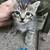 Kittens (re-homeing) 2 thumbnail