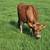 Jersey cow 2 thumbnail