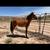 Gelding 2 thumbnail