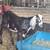 nubian goats 3 thumbnail