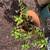 Large Jade Plant in Terra-Cotta Pot 2 thumbnail