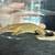 crested geckos 5 thumbnail