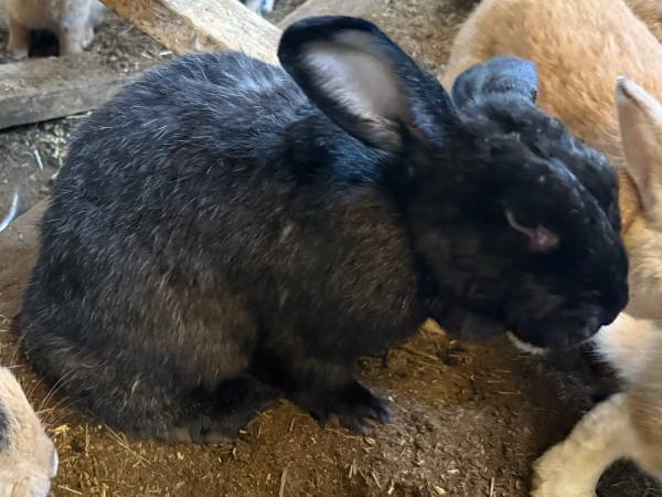 Silver Fox mixed meat rabbits 1