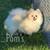 10wk old Pomeranian Puppy 3 thumbnail